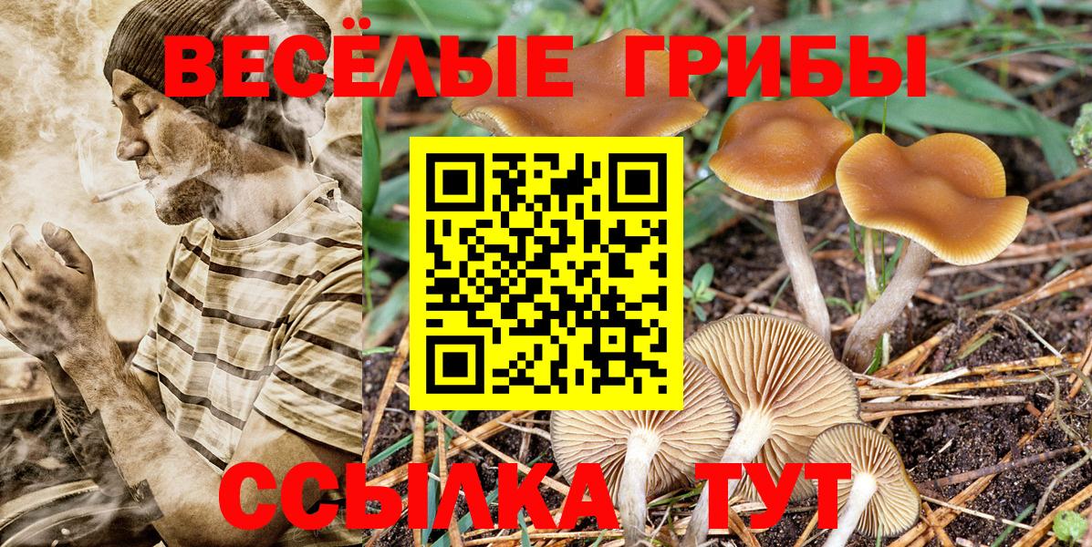 Сочи  Галлюциногенные грибы прущие грибы  Вход с VPN  Псилоцибиновые грибы GOLDEN TEACHER 