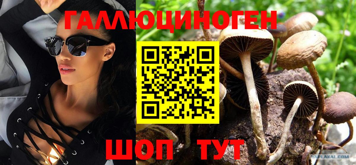 Псилоцибиновые грибы Cubensis Сочи